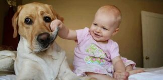 Πώς επηρεάζεται η συναισθηματική ανάπτυξη των παιδιών που μεγαλώνουν σε σπίτια με σκύλους