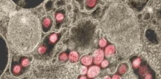 Πώς θα αντιμετωπίσουμε την εποχή γρίπης εν μέσω μιας άλλης πανδημίας