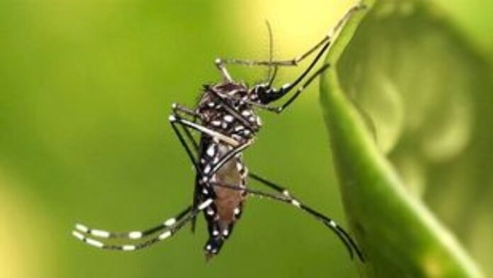 Τα κουνούπια δεν μπορούν να μεταφέρουν Covid-19 στους ανθρώπους